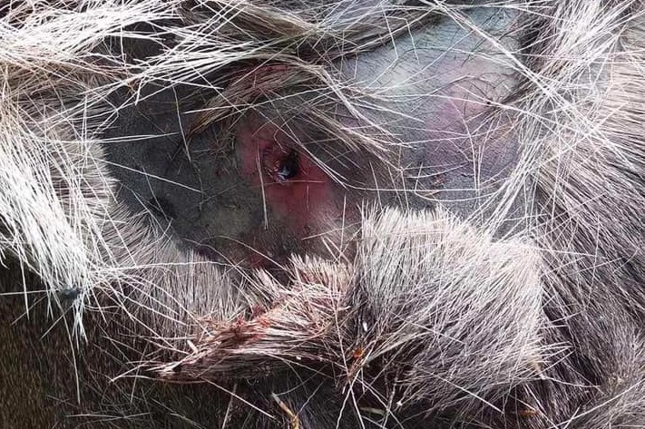 На Хустщині перед Великоднем браконьєри застрелили вагітну самицю оленя (ФОТО) (18+)