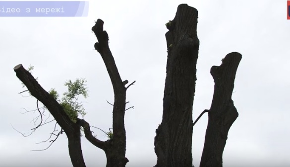 Петиція проти кронування дерев в Ужгороді зібрала майже 300 підписів (ВІДЕО)