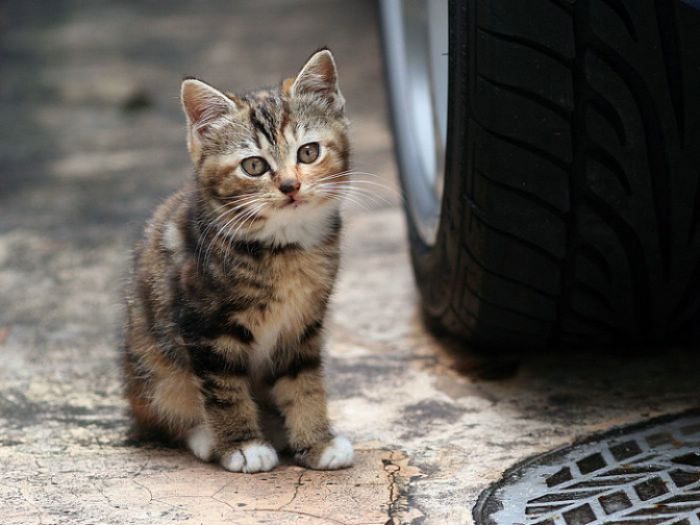 В Ужгороді петицією просять визнати вуличних котів частиною екосистеми міста