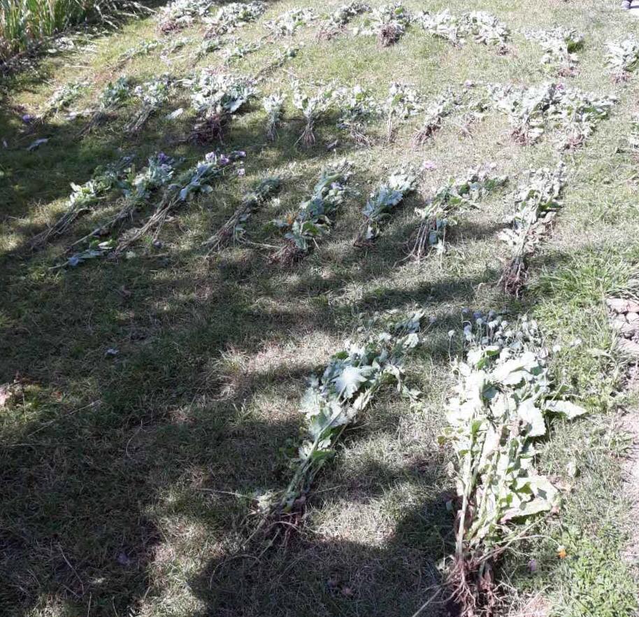 На Великоберезнянщині, на городі мешканця Тихого знайшли 400 рослин снодійного маку
