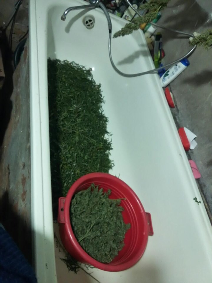 У мешканця Кобилецької Поляни, що на Рахівщині знайшли вдома кущі конопель та 4 кг марихуани (ФОТО)