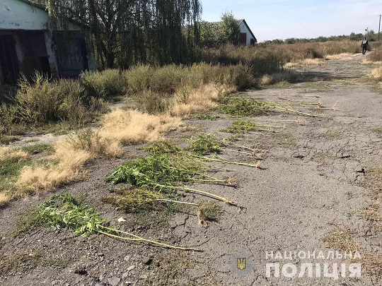 На території підприємства у Розівці на Ужгородщині виявили понад два десятки стебел конопель