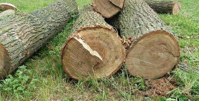 На Рахівщині скерувано до суду обвинувальний акт стосовно двох закарпатців, які зрубали дерева на території заповідника