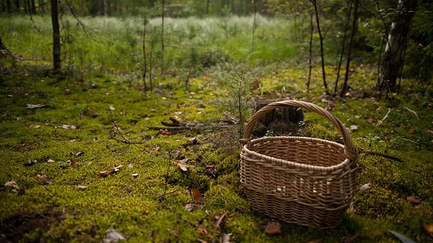 На Хустщині четвертий день продовжуються пошуки 90-річного дідуся, що пішов у ліс по гриби і зник