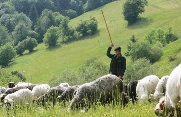 На Іршавщині вівчаря, що випасав овець, знайшли мертвим