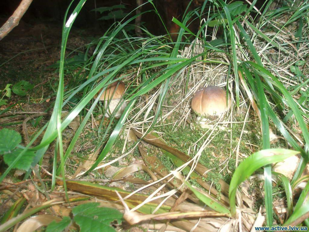 На Ужгородщині, збираючи гриби у фруктовому саду, пропав місцевий селянин