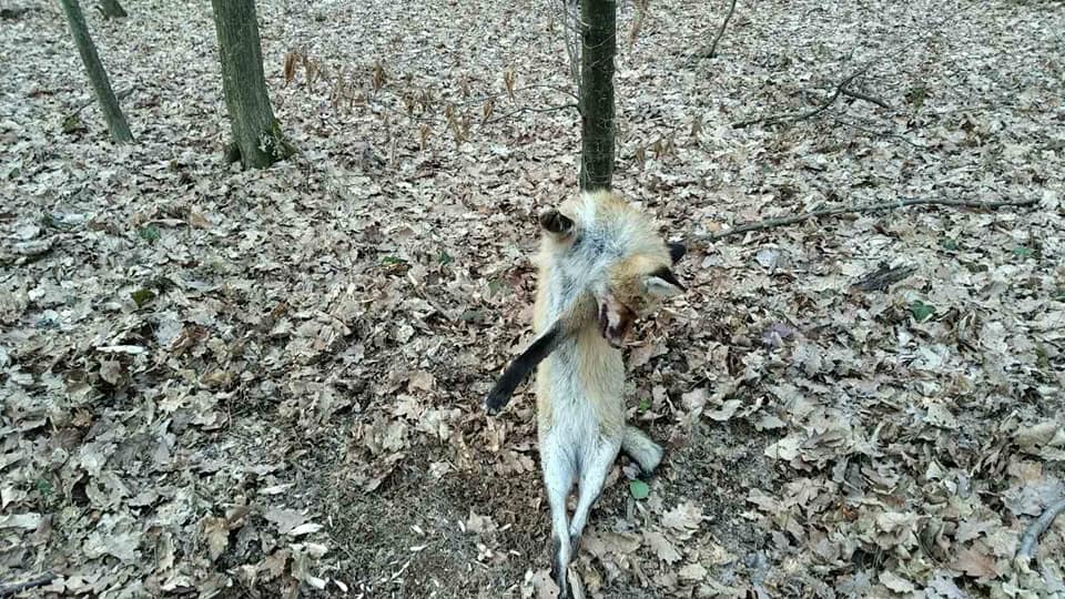 ФОТОФАКТ. В Ужгороді в браконьєрській петлі загинула лисиця