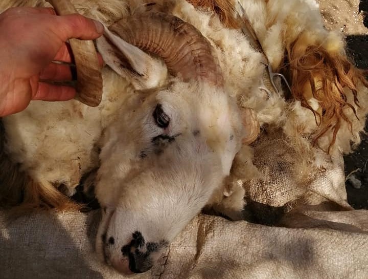 На Закарпатті почалася масова стрижка овець перед вигоном отар на полонини (ФОТО)