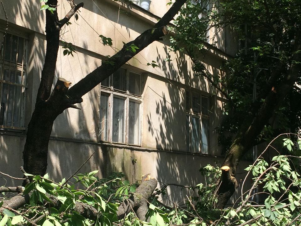 ФОТОФАКТ. В історичному кварталі Малий Ґалаґов в Ужгороді "під ремонт" даху будинку попиляли сакури 