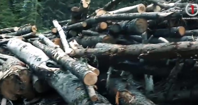 Керувати Рахівським лісгоспом призначили звільненого в березні за незаконні рубки очільника Ясінянського ЛГ (ВІДЕО)