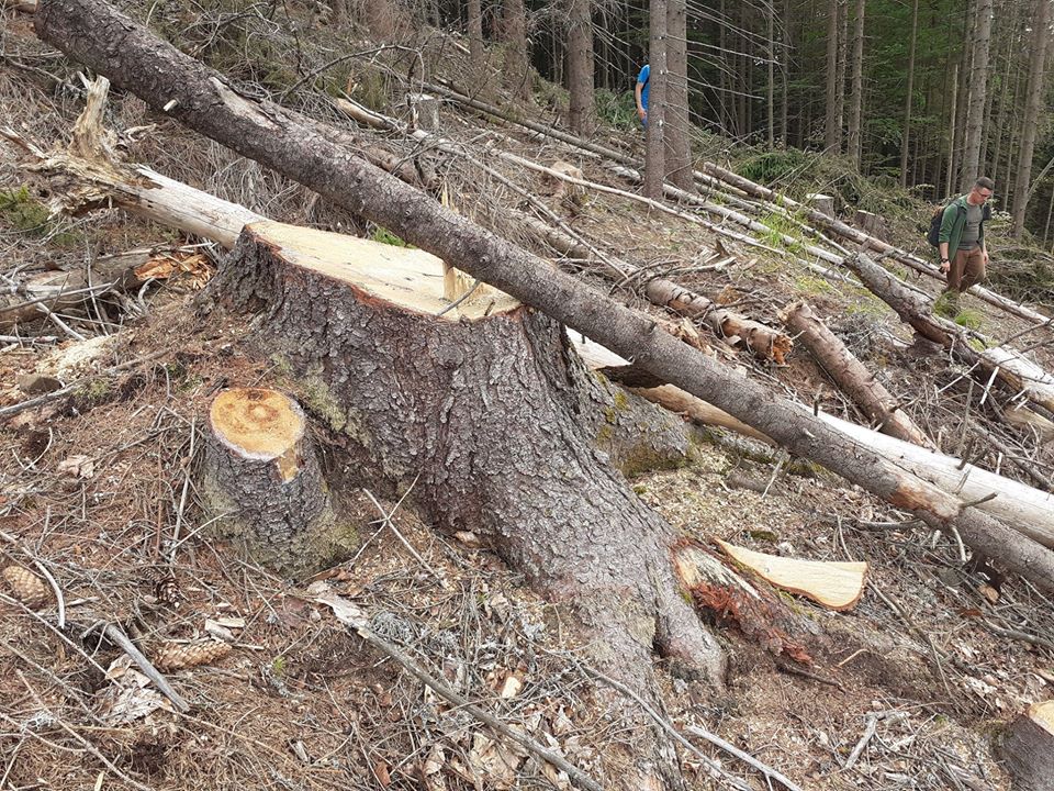 У лісгоспі на Тячівщині, завдяки громадськості, екоінспекція зафіксувала незаконну рубку дерев (ДОКУМЕНТ) (ВІДЕО)