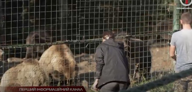На Закарпатті ведмедів Синевира лікують та підгодовують перед настанням холоду (ВІДЕО)