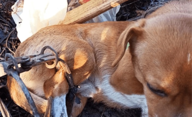 ФОТОФАКТ. В ужгородських Горянах собака втрапив у капкан браконьєрів