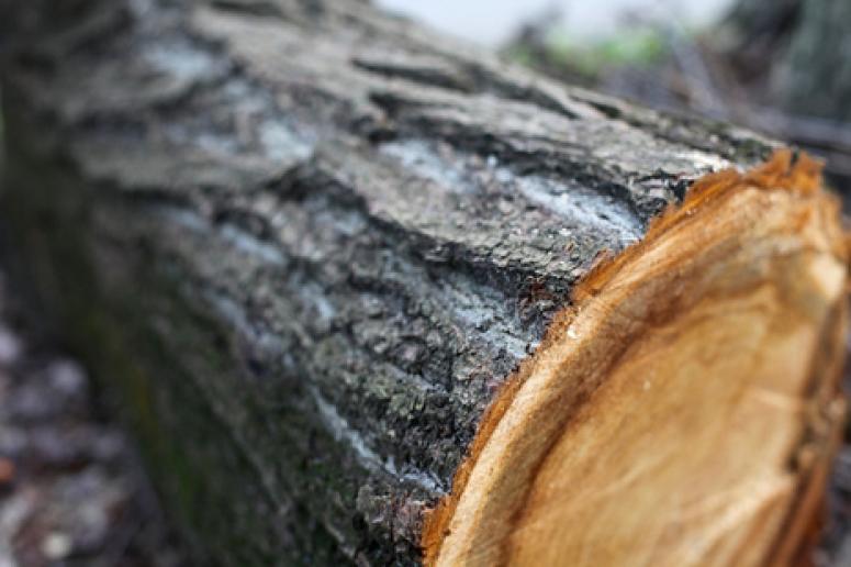 Уродженця Хустщини засудили за незаконну порубку дерев у лісництві