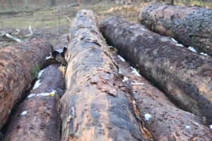 Посадовці лісгоспу на Рахівщині допустили незаконних рубок на близько 7 млн грн