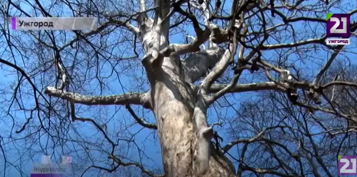 Найстарішим деревам Ужгорода – понад 400 років (ВІДЕО)