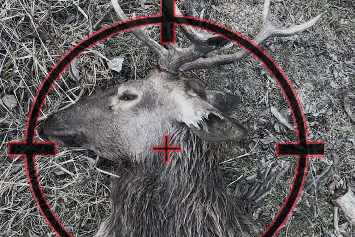 Вбивці оленя в нацпарку "Синевир" присудили 180 годин громадських робіт