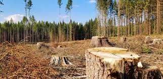 Лісгосп на Ужгорощині зобов'язують через суд відшкодувати 630 тис грн, завданих рубками