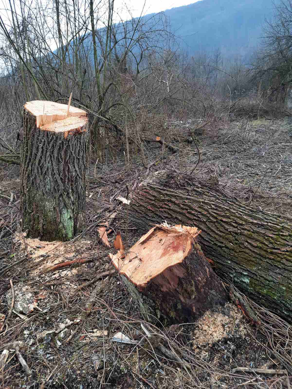 Лісівники Великоберезнянського лісгоспу своєю діяльністю завдали шкоди на на 5,4 млн грн