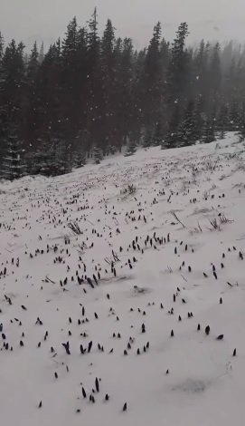 На високогір'ї Карпат пробиваються з-під снігу крокуси (ВІДЕО)