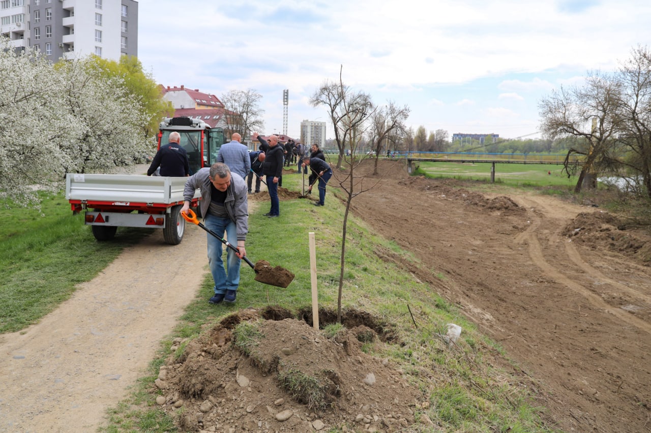 В Ужгороді висадили липи для продовження липової алеї (ФОТО)