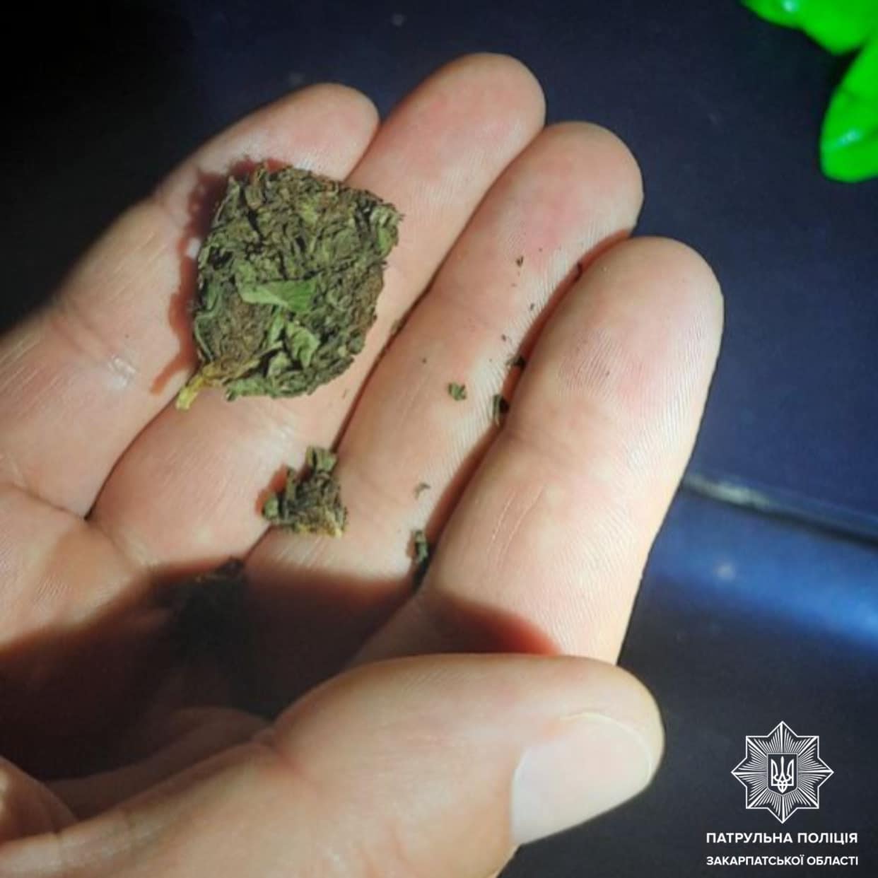 У Мукачеві у водія виявили розфасовану по пакетиках марихуану (ФОТО)