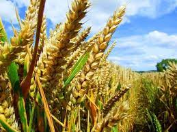 Через Закарпатську митницю переміщено майже 880 тис тонн зернових культур до Євросоюзу