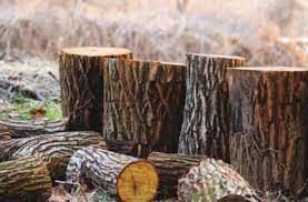 Двох закарпатців судитимуть за незаконну порубку дерев на території Ужанського нацпарку 