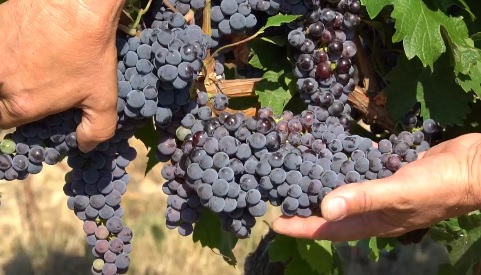На Закарпатті, попри засушливу погоду, чекають на хороший врожай винограду (ВІДЕО)