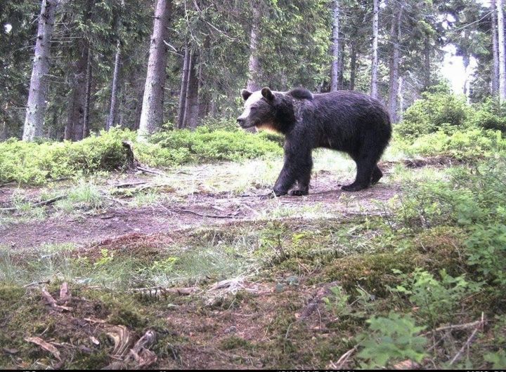 На Закарпатті фотопастка зафіксувала бурого ведмедя (ФОТО)