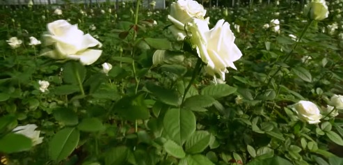 Родина з Мукачева вирощує 35 видів троянд (ВІДЕО)