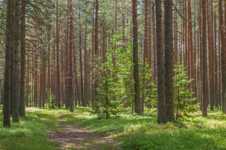 На Закарпатті держслужбовець незаконно передав у приватну власність землі лісового фонду зі збитками на понад 750 тис. грн