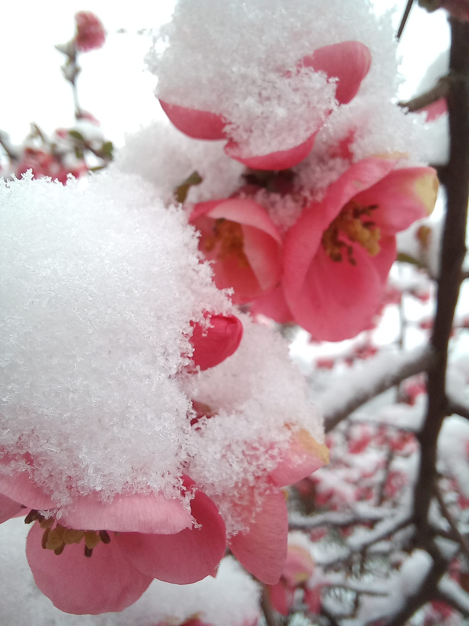 Вже квітуче по-весняному Закарпаття замело снігом (ФОТО)