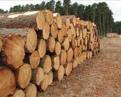 На Закарпатті керівника лісництва судитимуть за службову недбалість зі збитками на понад 1 млн грн 