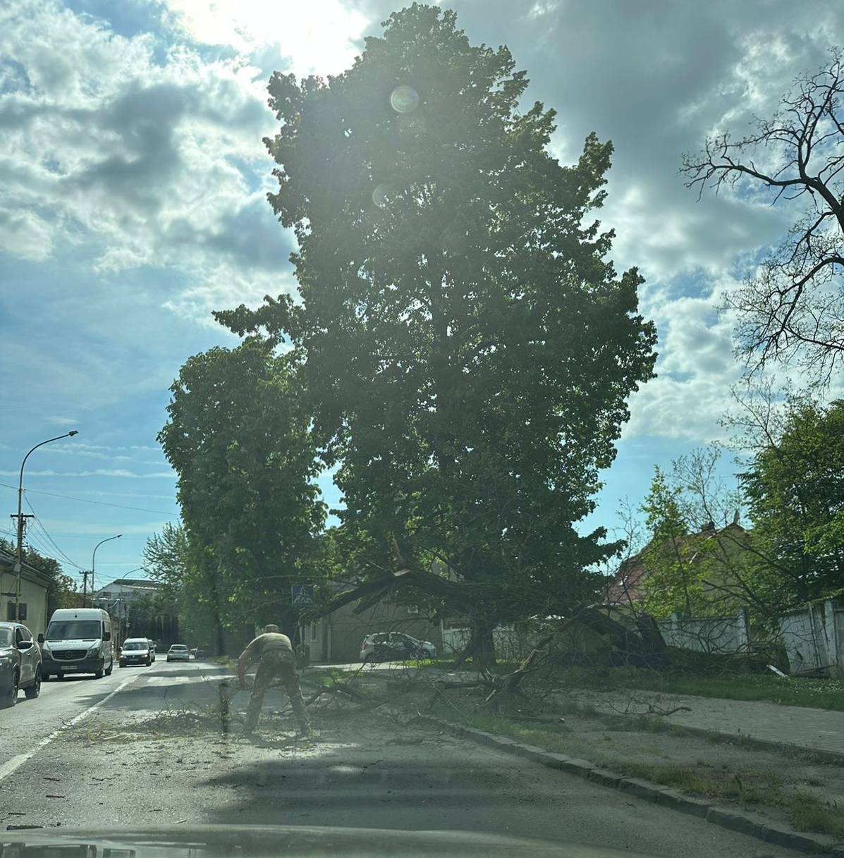 ФОТОФАКТ. В Ужгороді на перехресті Другетів впало дерево 