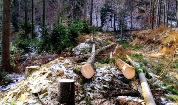За незаконні рубки Ясінянський лісгосп має відшкодувати 7 млн грн збитків