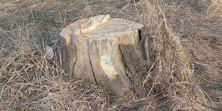 На Закарпатті лісгосп зобов’язали відшкодувати 1,6 млн грн за допущені незаконні рубки