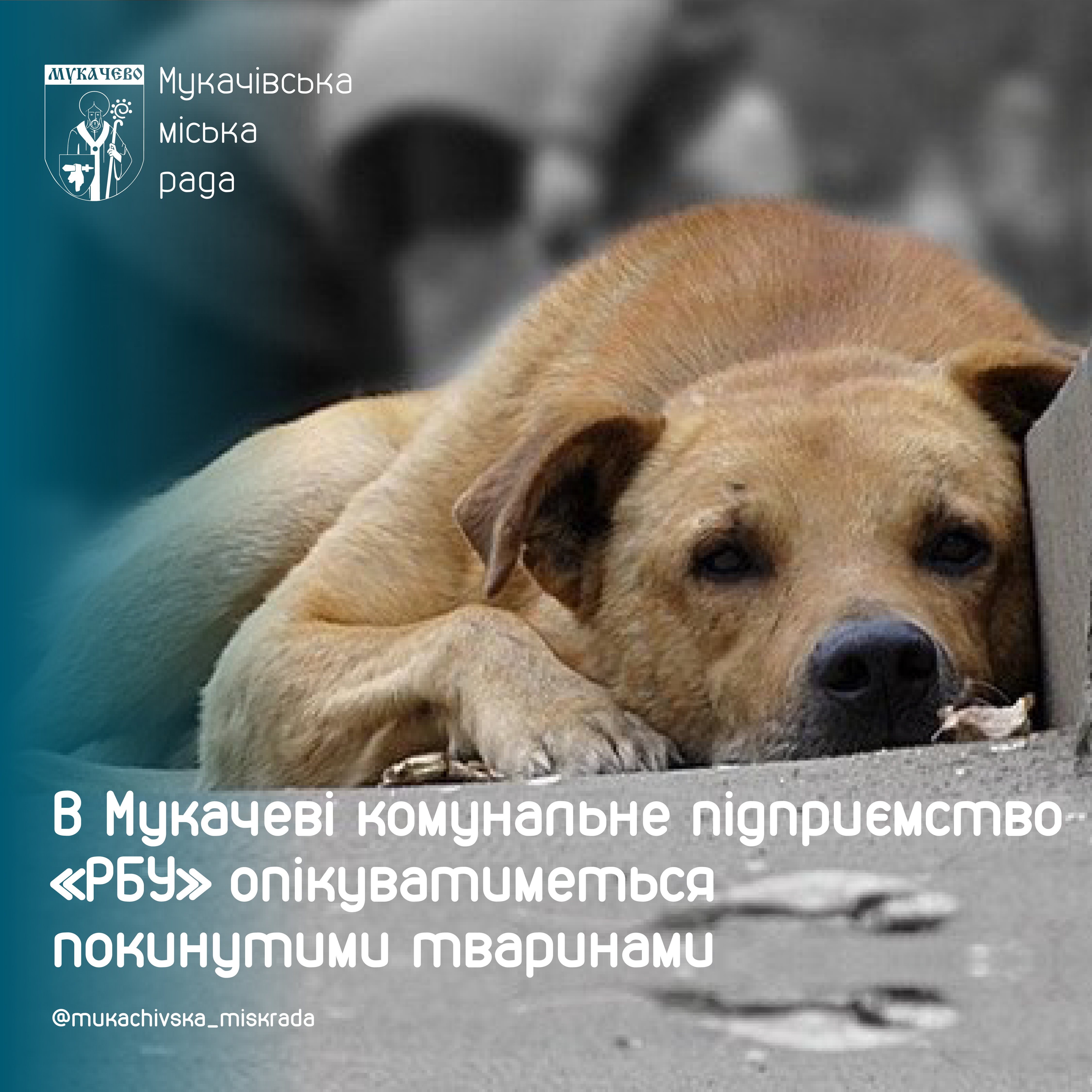 У Мукачеві  безпритульними тваринами опікуватиметься КП "РБУ"