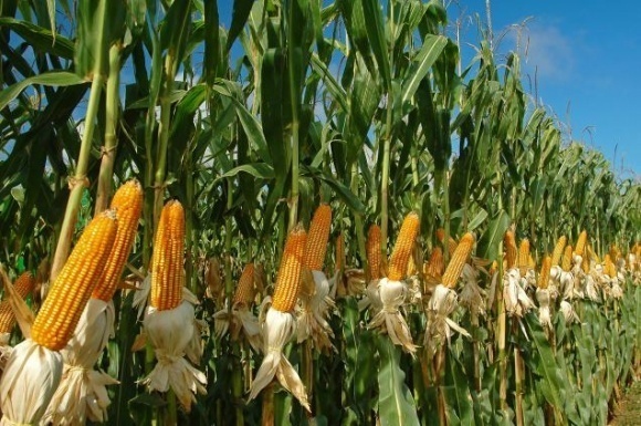 На Закарпатті торік із загального обсягу вирощених зернових та зернобобових культур 69,6% займає кукурудза, 26,1% – пшениця