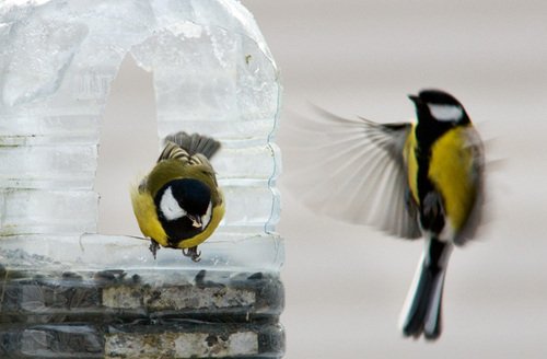 Чим взимку підгодовувати пташок і як зробити для них годівнички – розкажуть і покажуть у прес-центрі «Закарпаття»