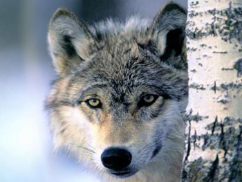 Закарпатським мисливцям не дозволяють добувати вовків, а єгерям – ловити браконьєрів
