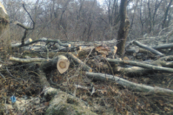В ужгородському Боздоському парку вирубують дерева під фан-зону до Євро-2012
