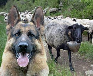 Найбільшу закарпатську отару від вовків, чупакабр і злодіїв охороняють 20 собак