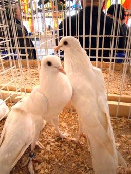 В Ужгороді відбулася виставка голубів