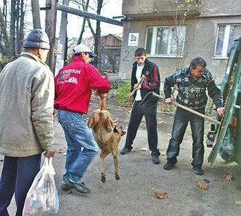 У Мукачеві розгорається скандал щодо вбивства собак комунальниками