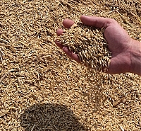 Закарпатські аграрії зібрали понад 133 тисячі тонн зерна 