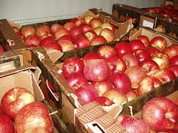 Жителі закарпатської Новоселиці змушені продавати яблука за безцінь