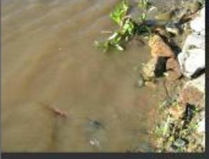 В Ужгороді "Нова лінія" забруднює річку Уж?