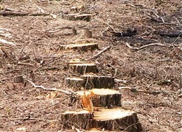 На Тячівщині «під газопровід» «розпиляли» гектар лісу