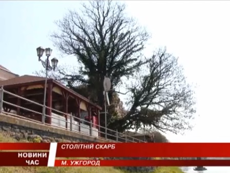 Ужгородський столітній ясен привертає увагу туристів (ВІДЕО)